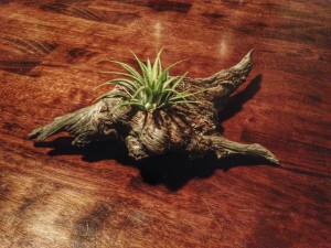 gallery_airplant_wood_01