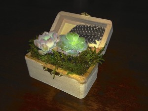 gallery_succulent_treasure