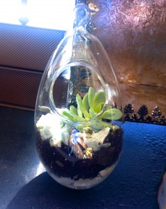 gallery_terrarium_01