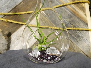 gallery_terrarium_02