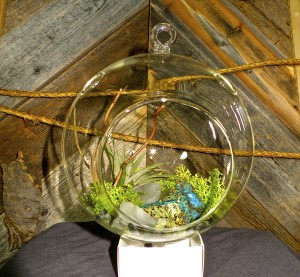 gallery_terrarium_07